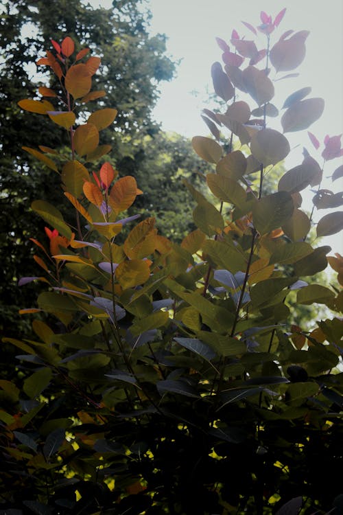 Free stock photo of arboretum, beautiful nature, botanical garden Stock Photo