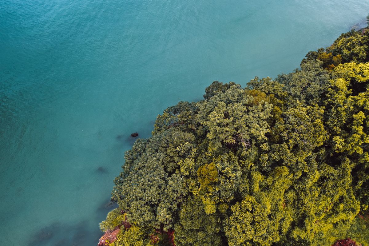 Straight-down aerial view of a forested cliff edge dropping into turquoise ocean water at Fangatave.