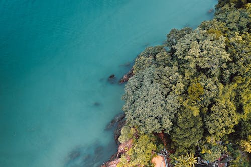 An Aerial Photography of Green Trees Near the Body of Water