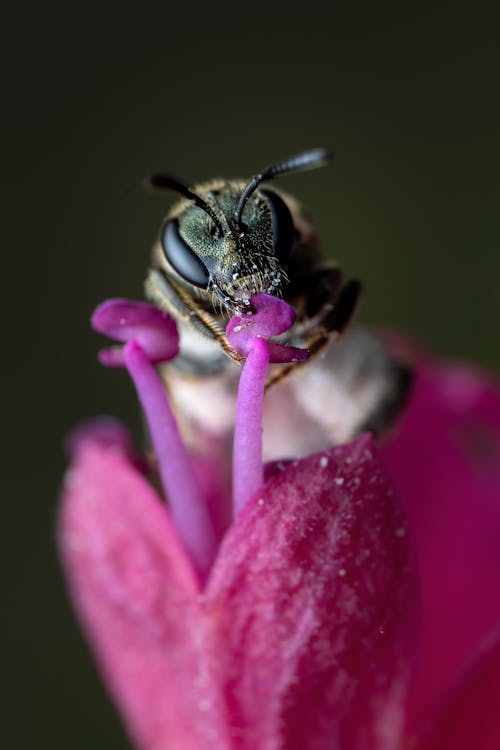 Free Extreme Close-up of a Bee Drinking Nectar From a Purple Flower  Stock Photo