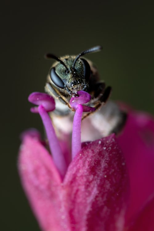 Free Macro shot of a bee collecting nectar from a vibrant pink flower. Stock Photo