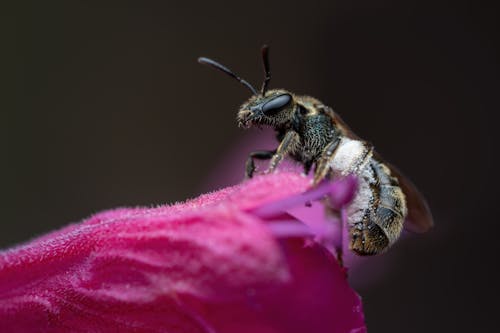 Gratis arkivbilde med 4k-bakgrunnsbilde, bie, dyrefotografering
