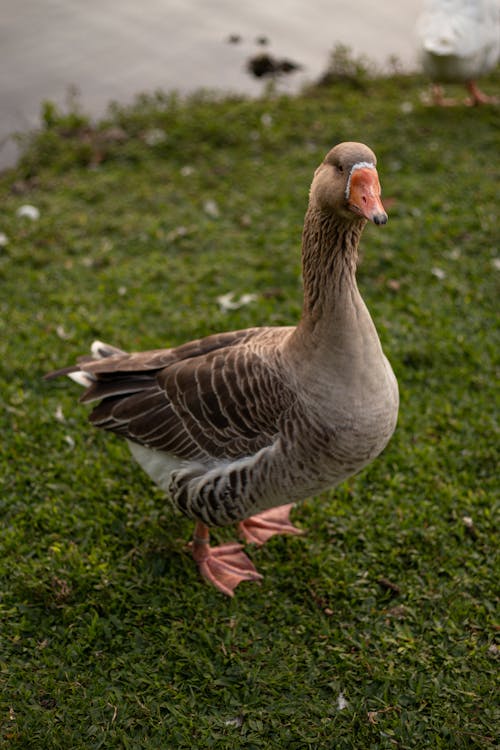 Goose on Green Grass