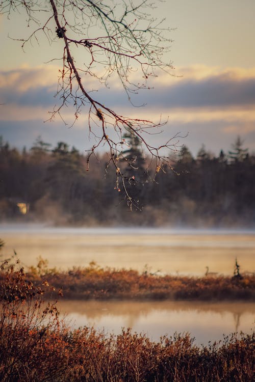 A Lake Under the Leafless Tree 
