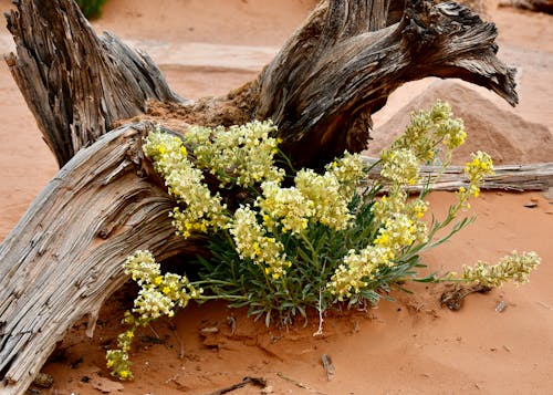 Free Flowers of Canyonlands Stock Photo