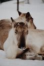 White and Brown Animal on Snow Covered Ground