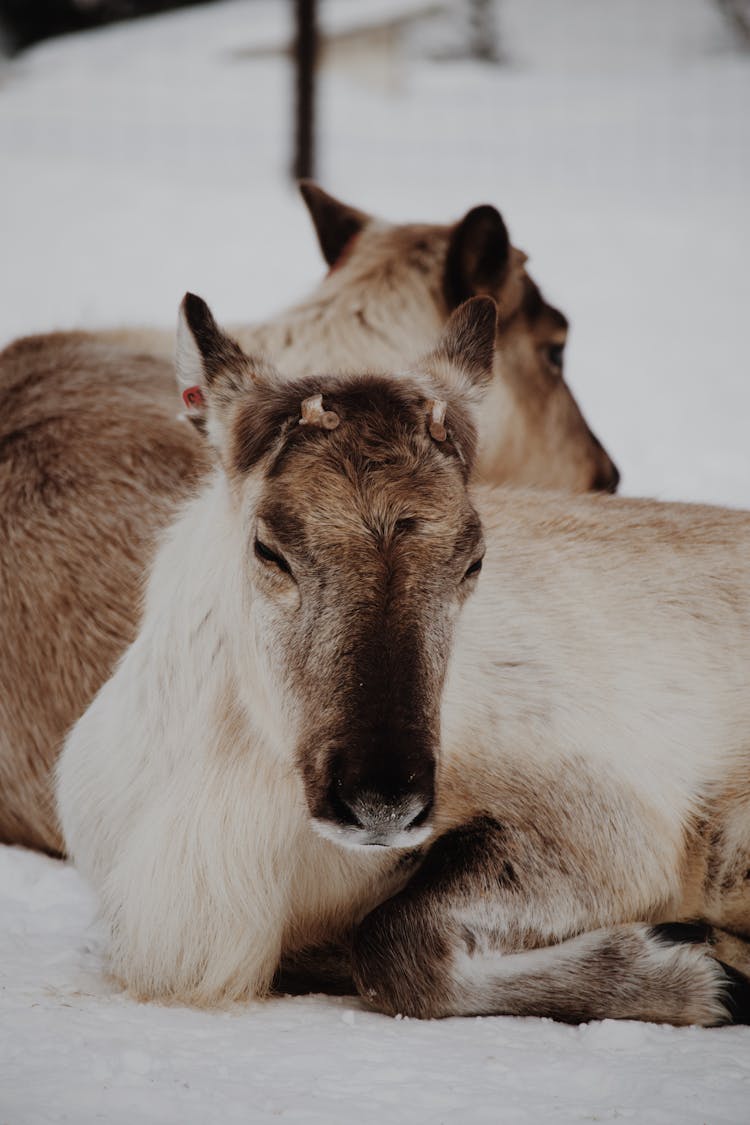 Close Up Of Two Baby Reindeer Lying Down On Snow