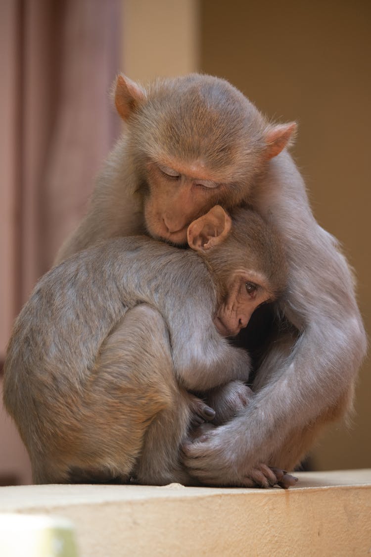 Mother Monkey Hugging Her Baby 