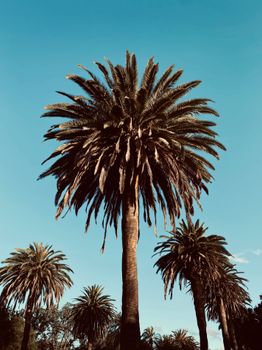 Vertical shot of majestic palm trees with clear blue sky in the background, perfect for travel and nature themes.