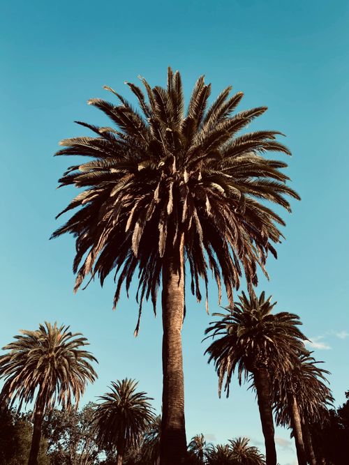 Free Vertical shot of majestic palm trees with clear blue sky in the background, perfect for travel and nature themes. Stock Photo