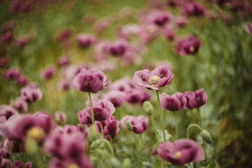 A Purple Flowers in Full Bloom