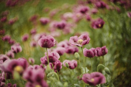 Kostnadsfri bild av blomning, delikat, flora