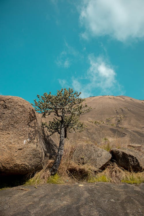 Photos gratuites de arbre, caillou, contre-plongée