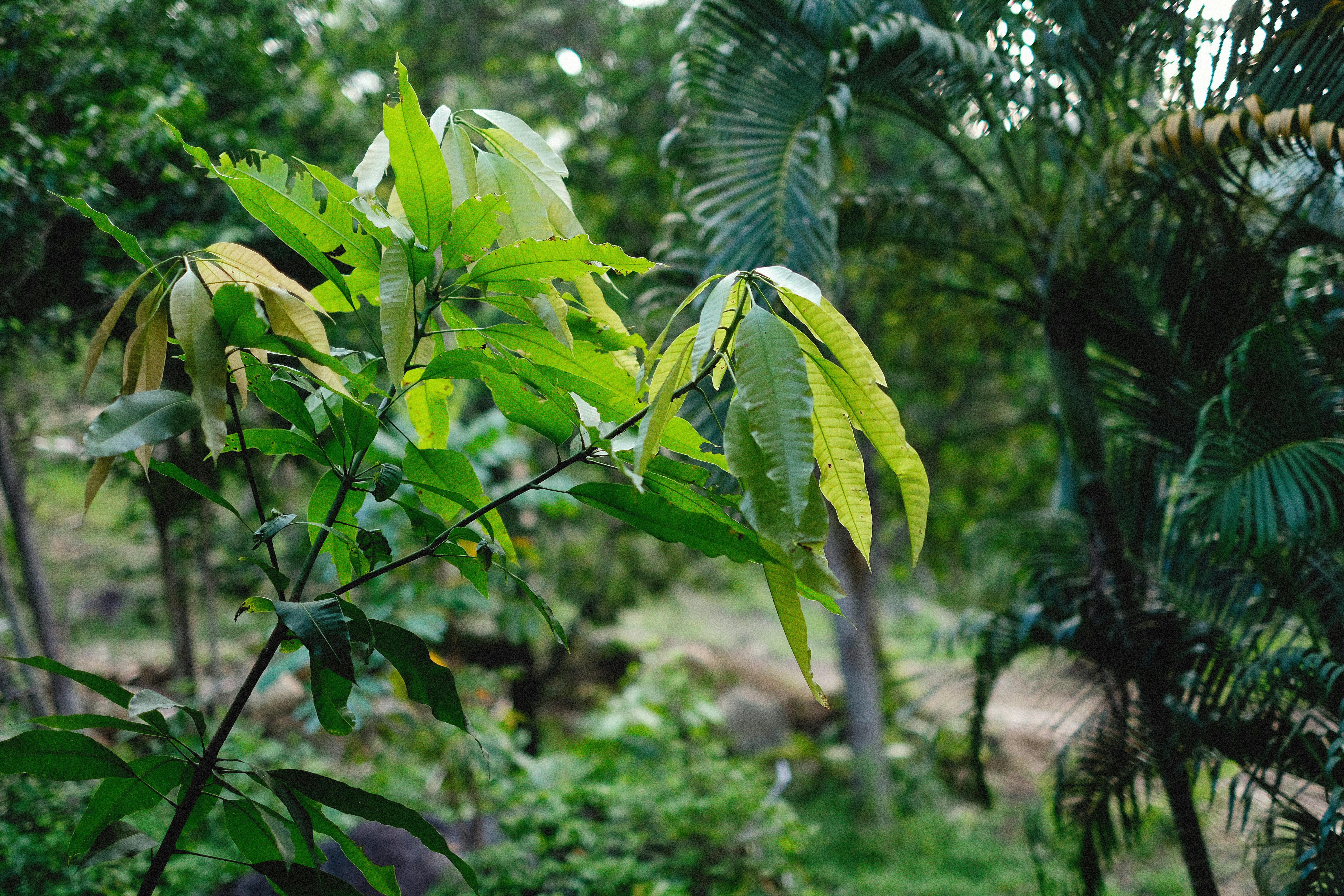 Green Plant with Holes on the Leaves &middot; Free Stock Photo
