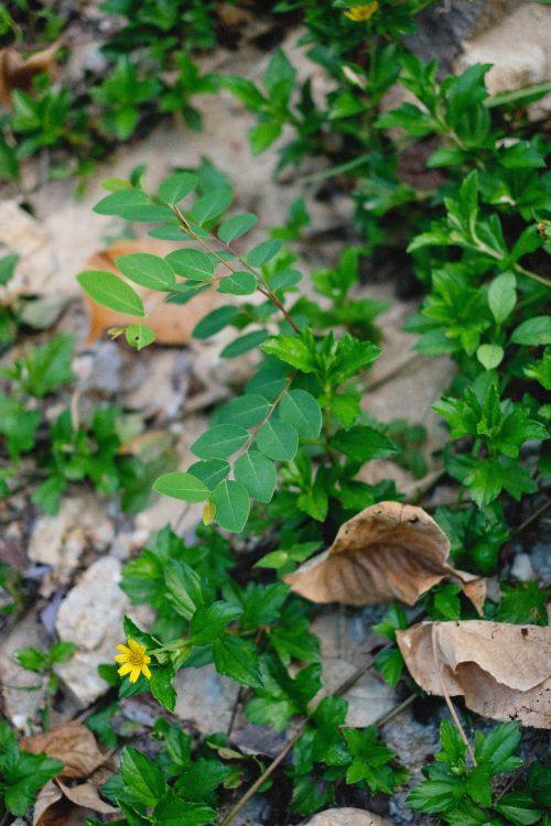 Free A vibrant close-up of a green leafy plant with a small yellow flower growing in natural surroundings. Stock Photo