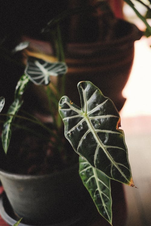 Immagine gratuita di alocasia amazonica, amazzonica nana, avvicinamento