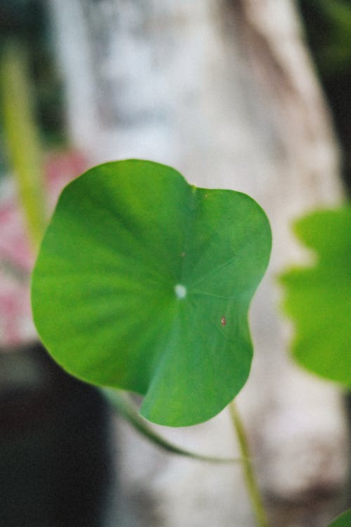 Green Leaf in Close-up Shot