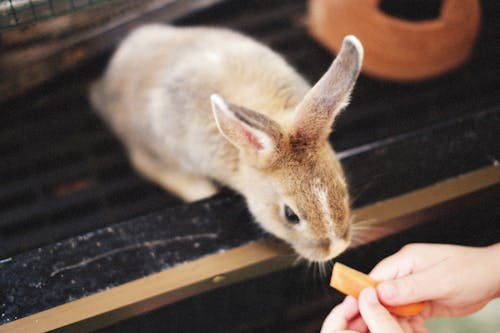 Person feeding a Bunny 
