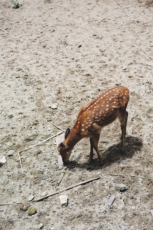 A Sika Deer Foraging for Food