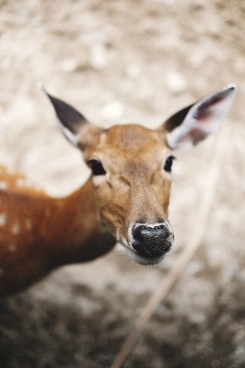 Close-Up Shot of a Deer