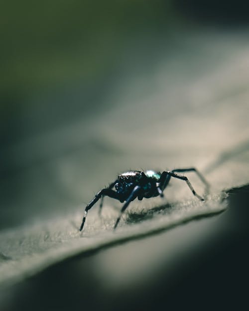 Free A Black Spider Stock Photo