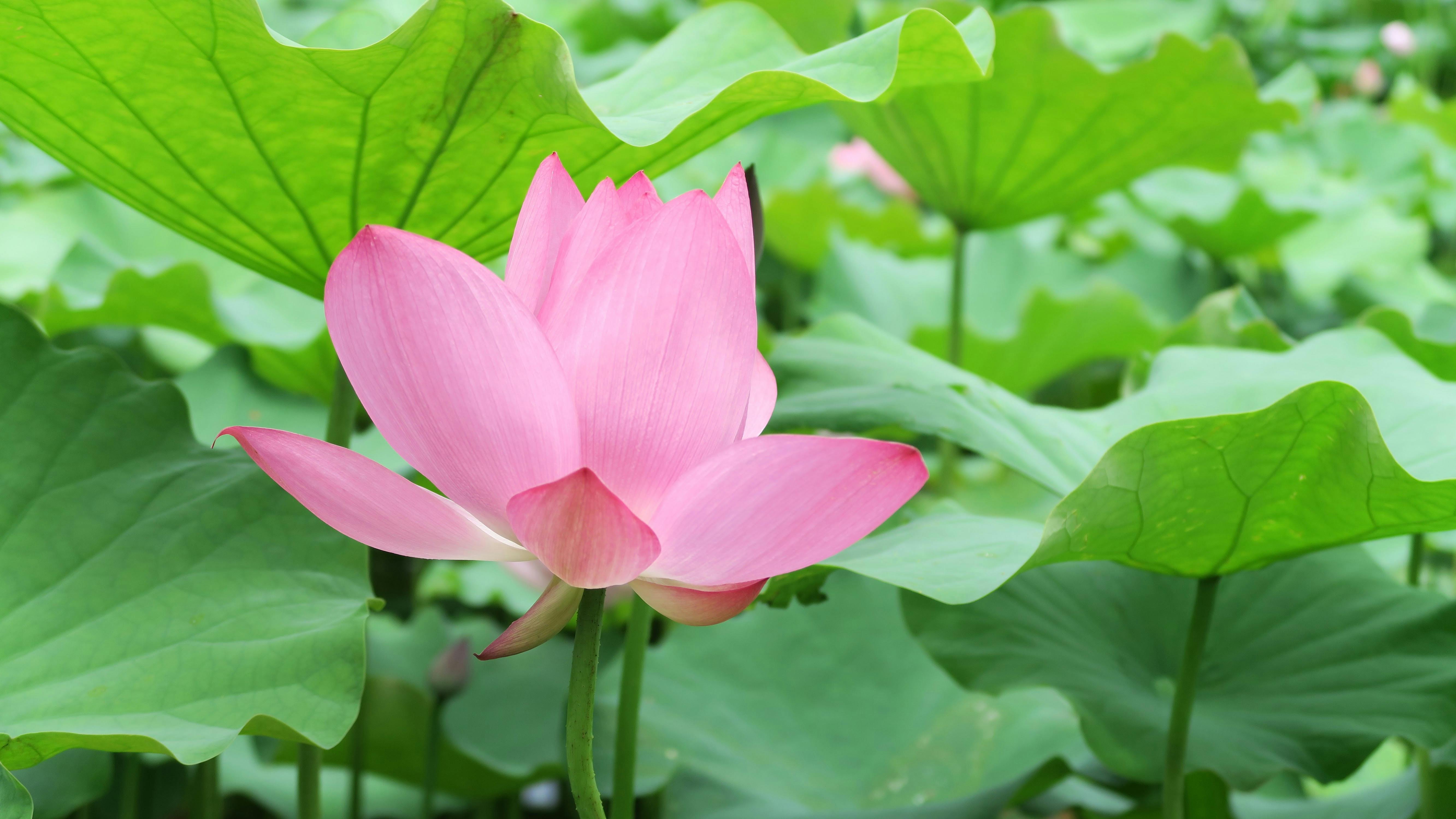 free-stock-photo-of-traditional-chinese-medicine