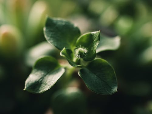 Macro Shot of a Plant with Green Leaves