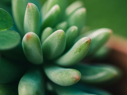 Macro of Succulent Plant