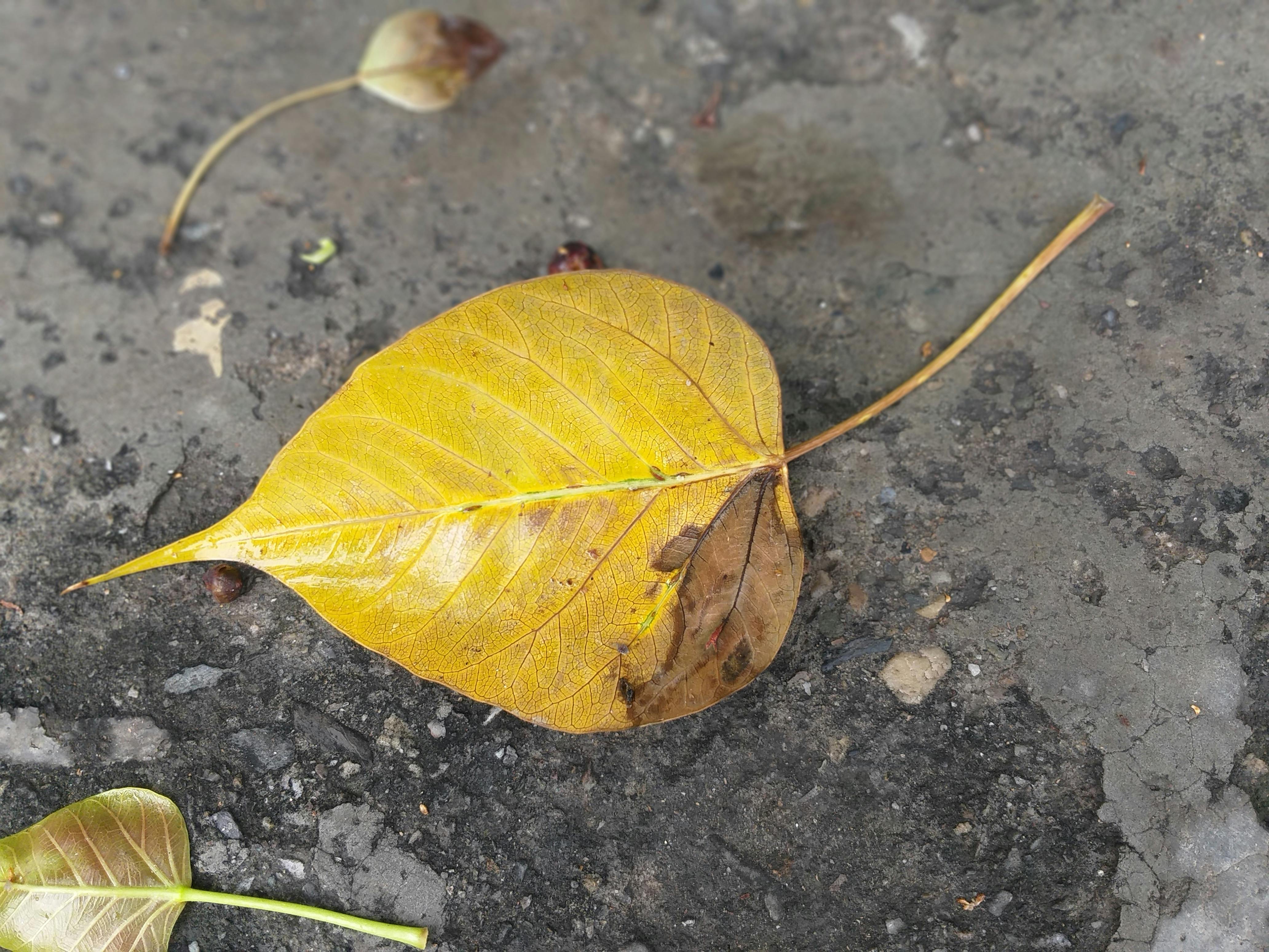 Free stock photo of dead leaf, dry leaf, pepal leaf