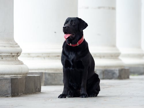 Darmowe zdjęcie z galerii z czarny pies, fotografia zwierzęcia, labrador-retriever