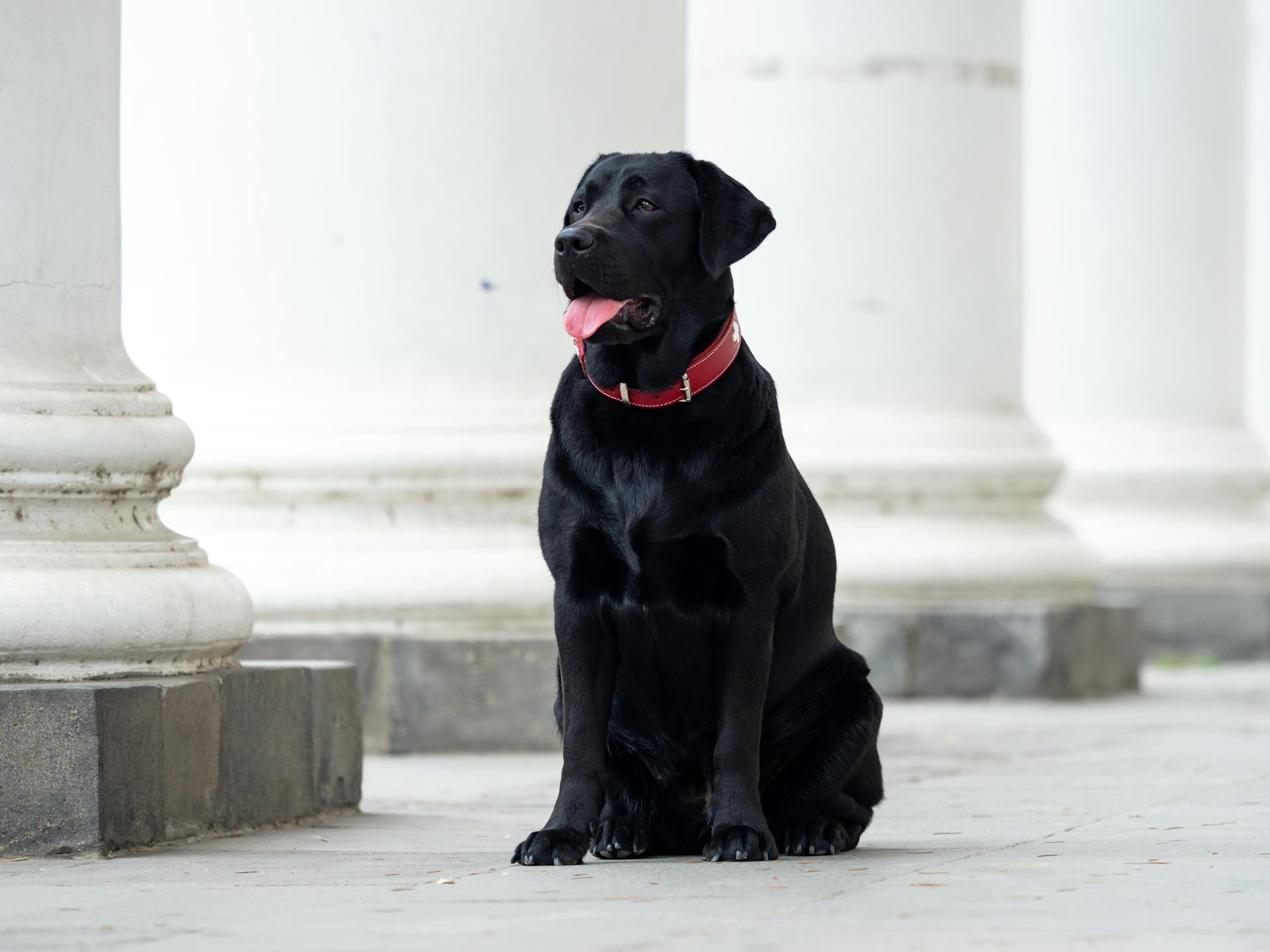 Svart labrador som sitter på golvet