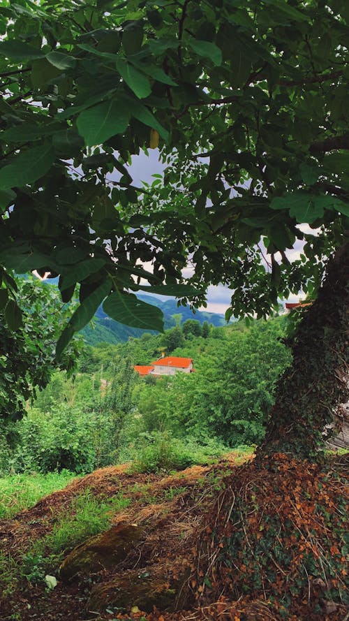 Fotos de stock gratuitas de ağaç, árbol, casa
