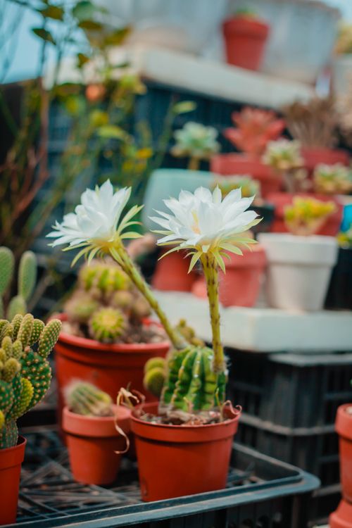 Free Close-up of white Easter lily cactus flowers in bloom among potted cacti Stock Photo