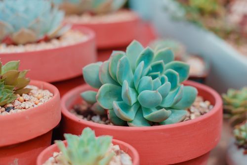 Free Vibrant close-up of potted succulents in a Vietnamese garden. Stock Photo