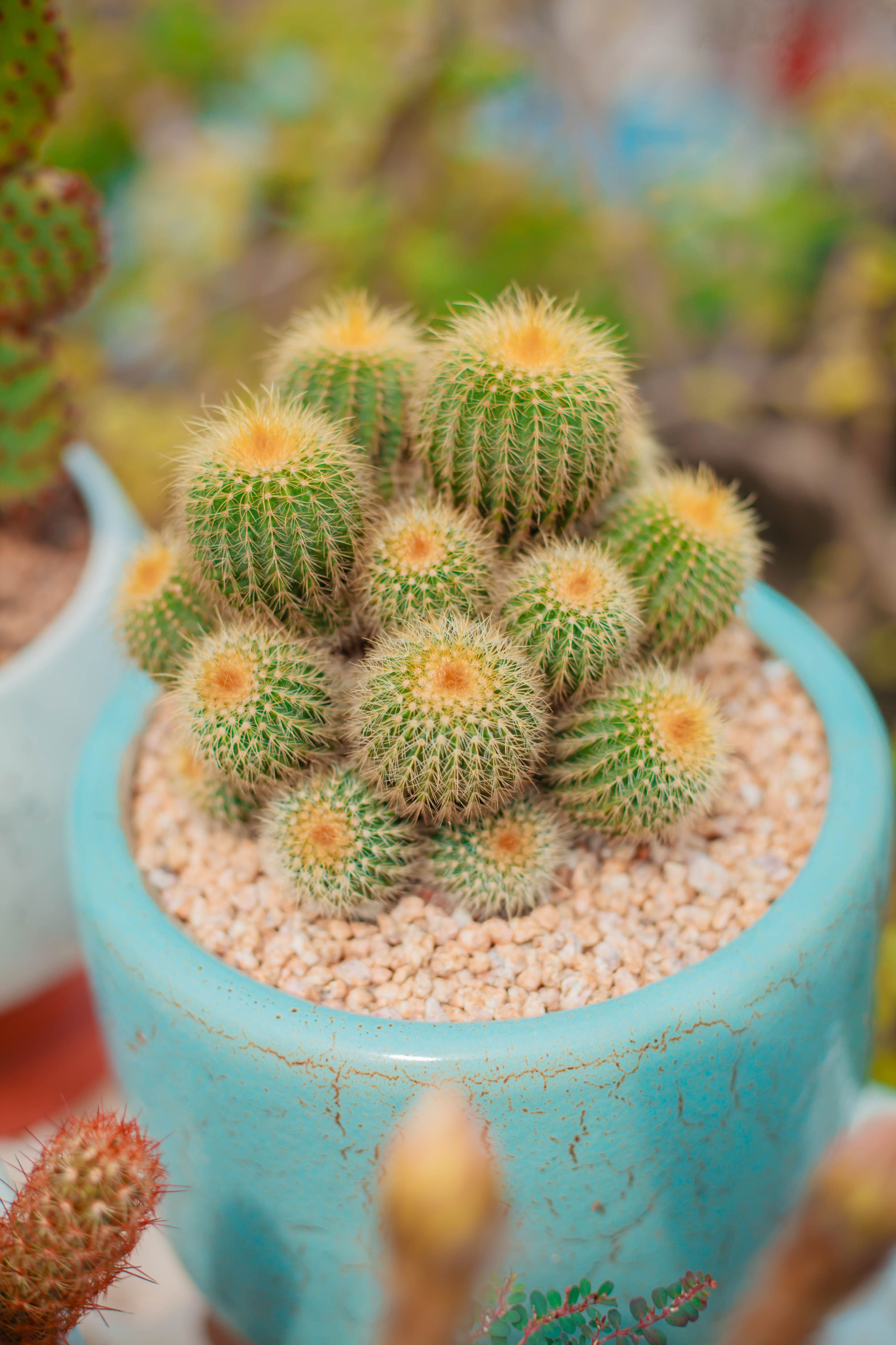 Close-up of a vibrant ball cactus in a blue clay pot with gravel, showcasing its prickly texture.