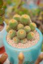 Xương rồng - Succulent