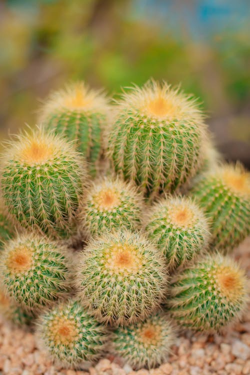 Thorny Cactus Plants in Close-up Shot