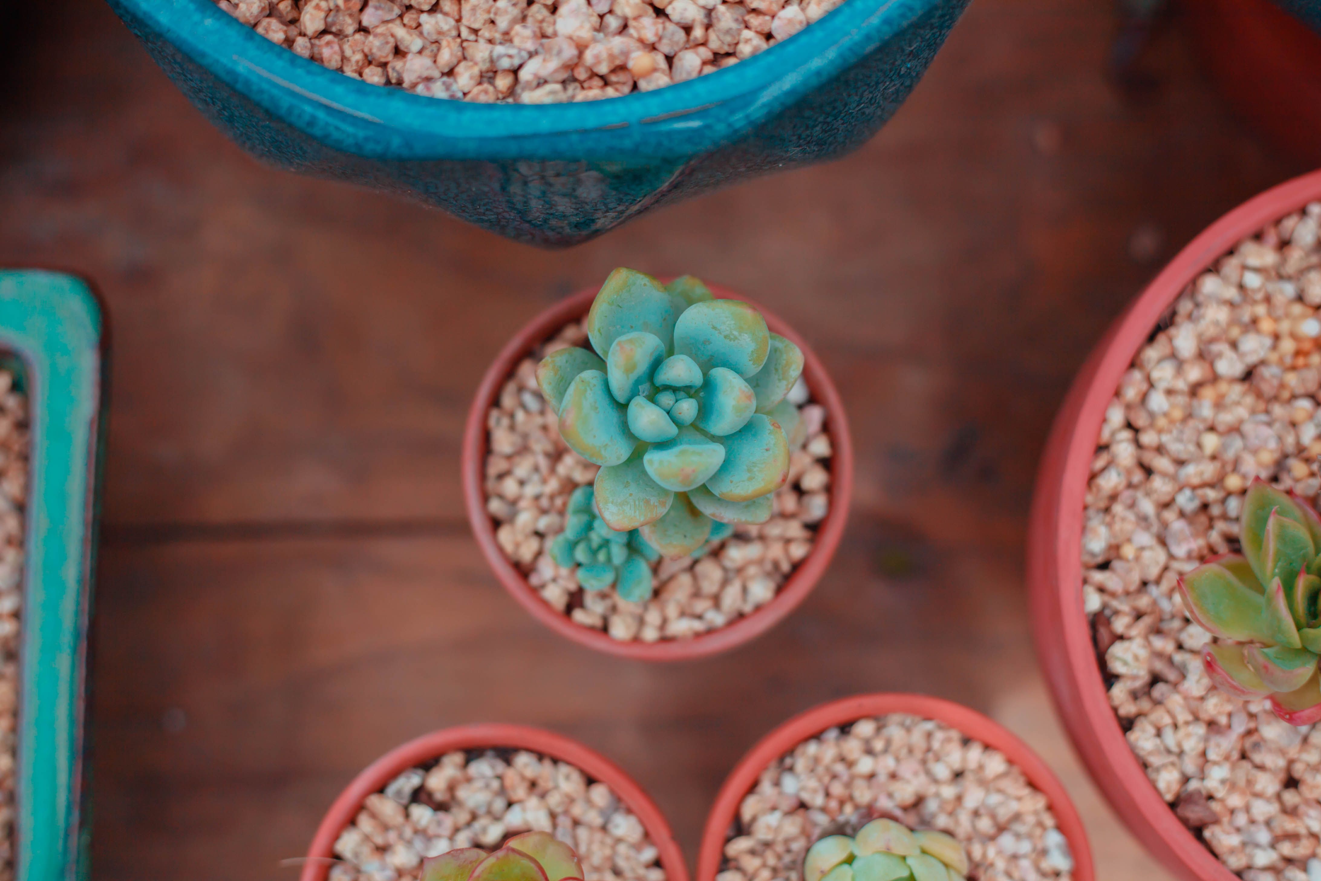 Blue Clay: Ancient Earth Medicine for Modern Wellness