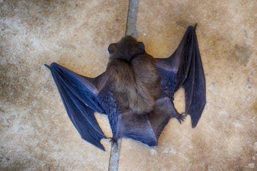 무료 날개, 동물, 박쥐의 무료 스톡 사진
