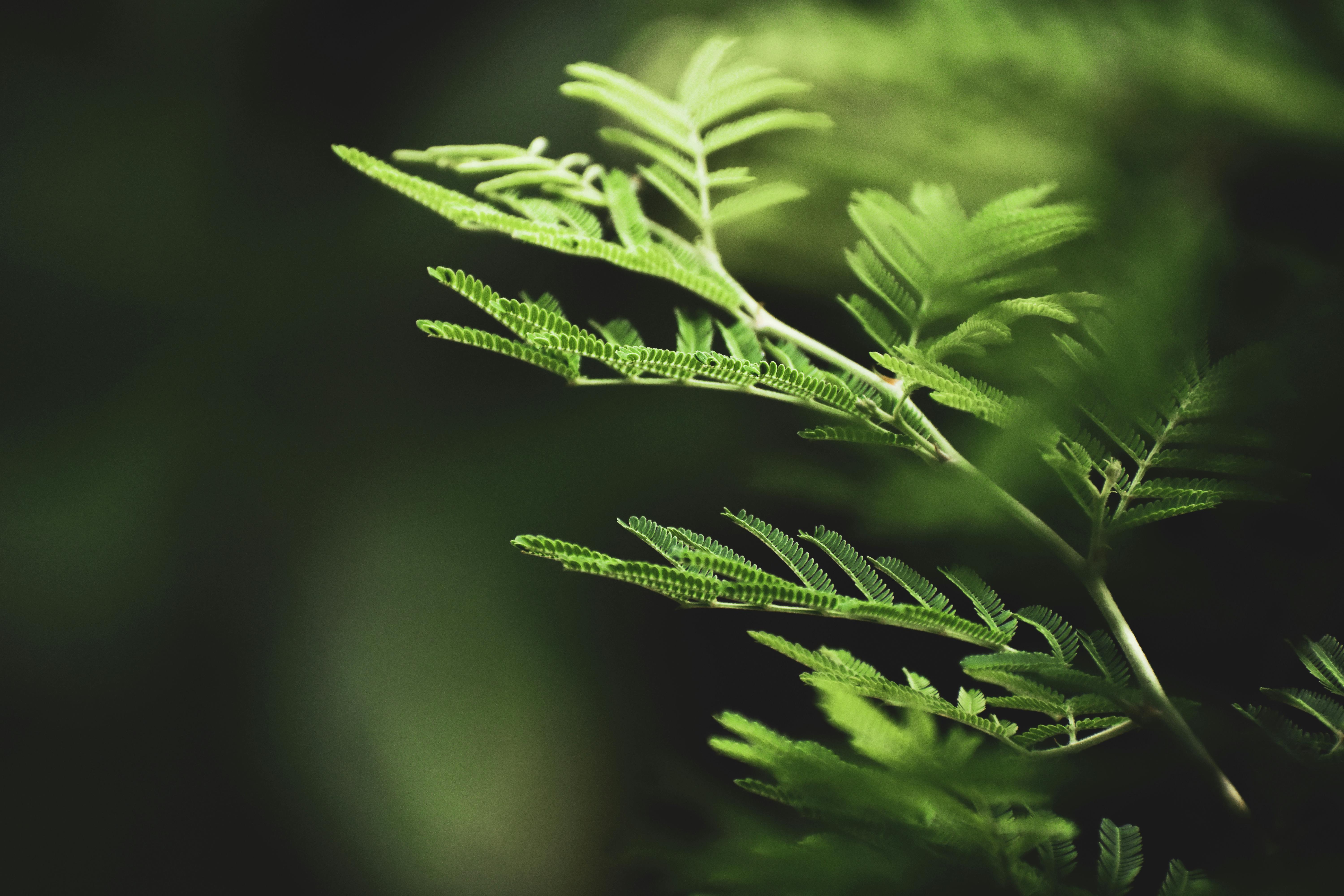 selective focus photography of fern leaves