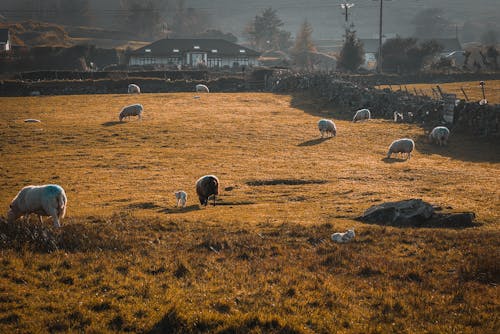 Foto stok gratis agrikultura, bidang, domba