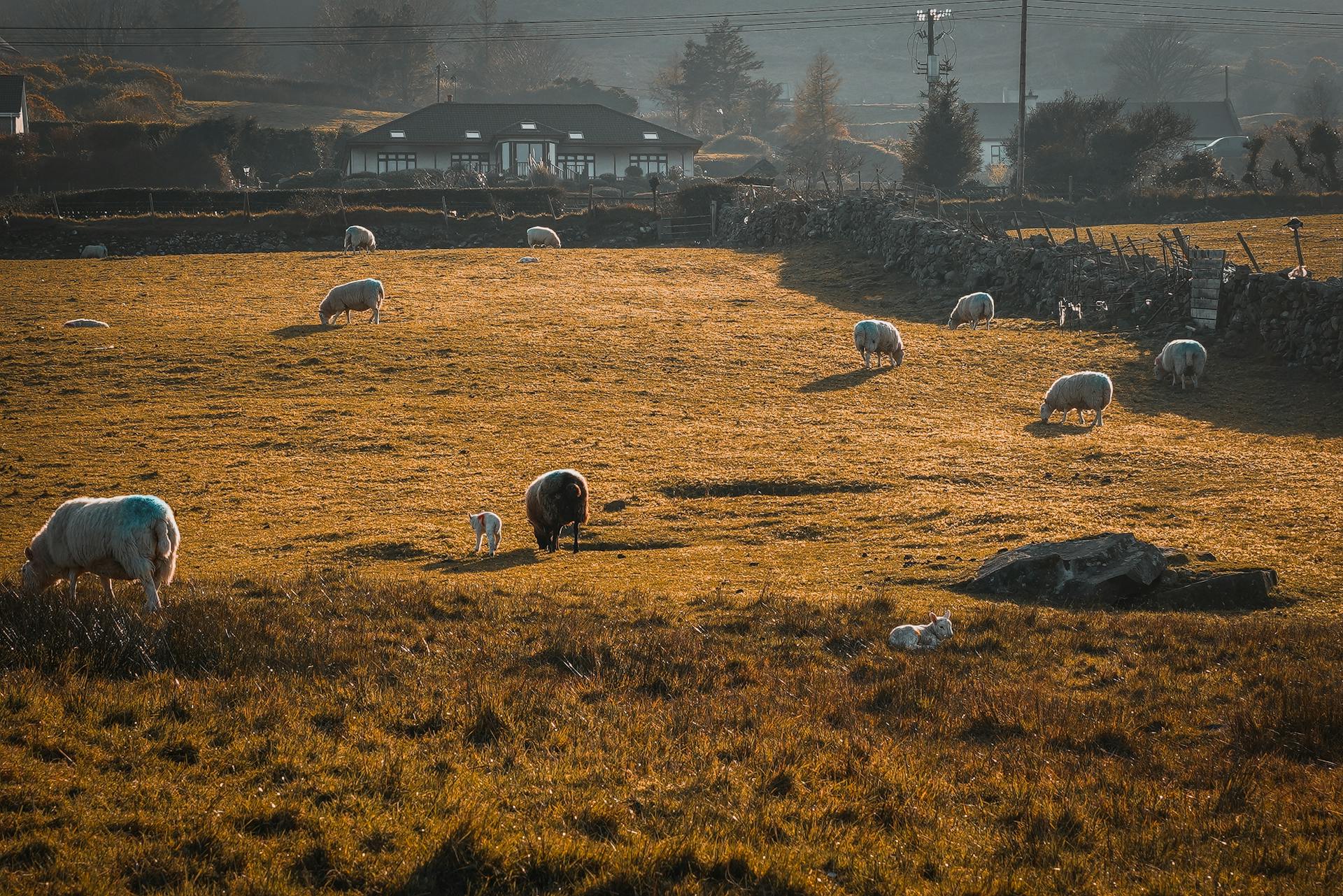 Idyllic pastoral scene of sheep grazing in a serene Irish countryside under warm sunlight.