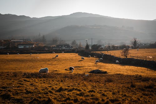 Foto profissional grátis de agricultura, animais da fazenda, campina