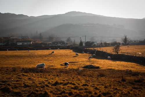 Free Peaceful rural scene of sheep grazing on a sunlit pasture against mountain backdrop. Stock Photo