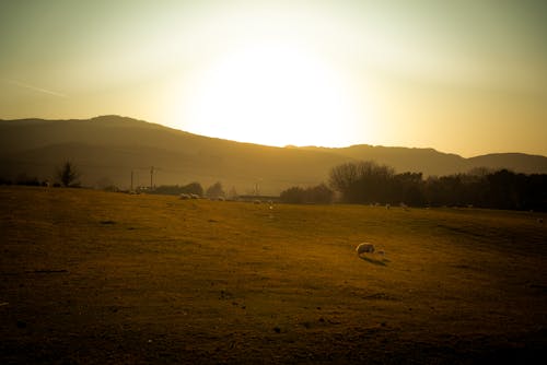 Farm Land During Sunset