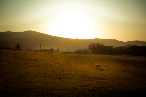 Free Sheep grazing at sunset on a tranquil Irish farm with stunning mountain views. Stock Photo
