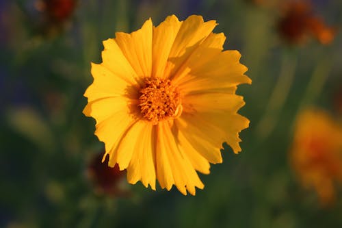 Kostenloses Stock Foto zu blume, connecticut, coreopsis