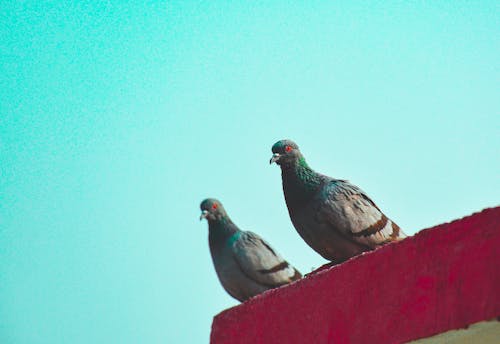 Close-up Photo of Two Perched Pigeons