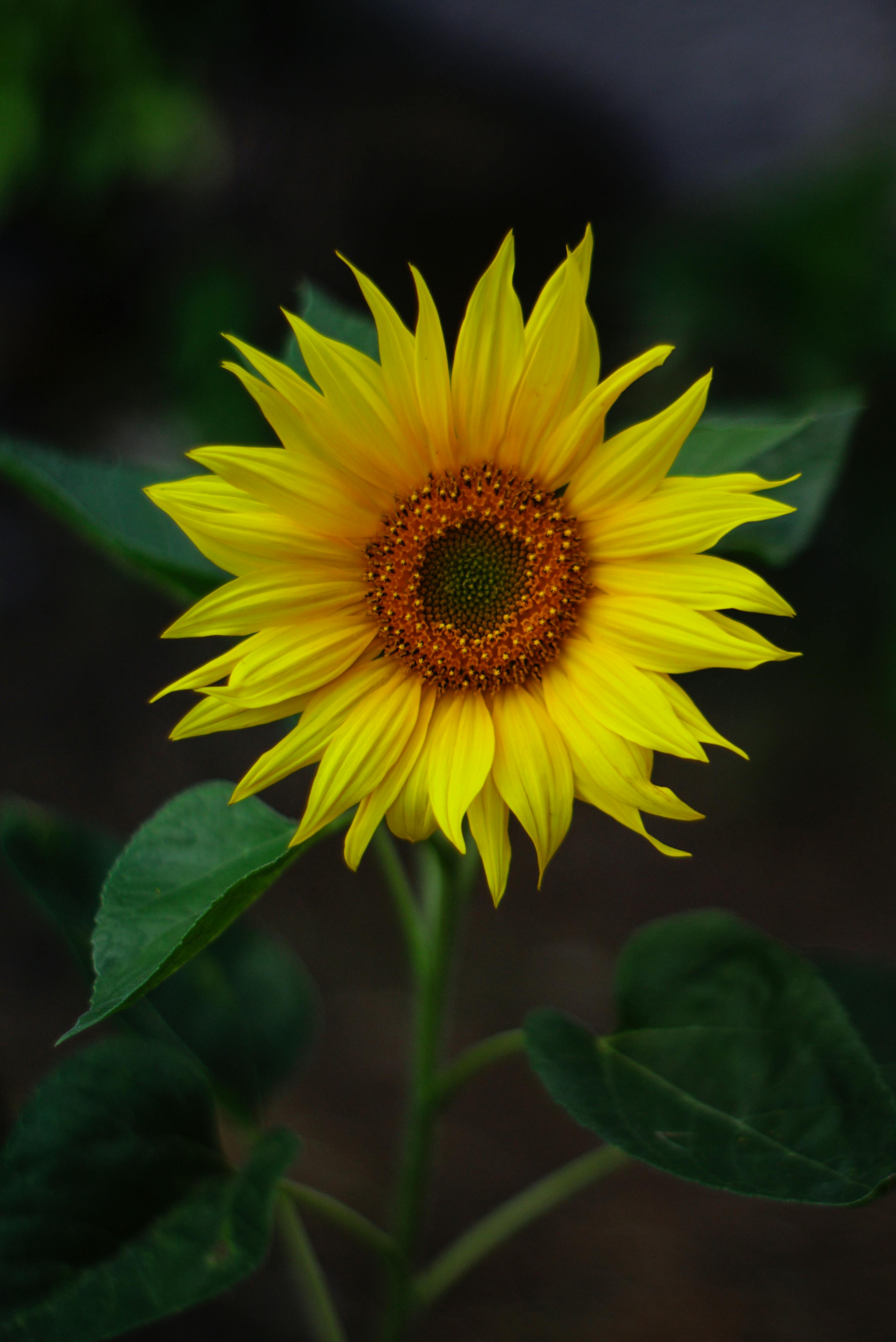 Nature Sunflower HD Wallpaper by MaDonna
