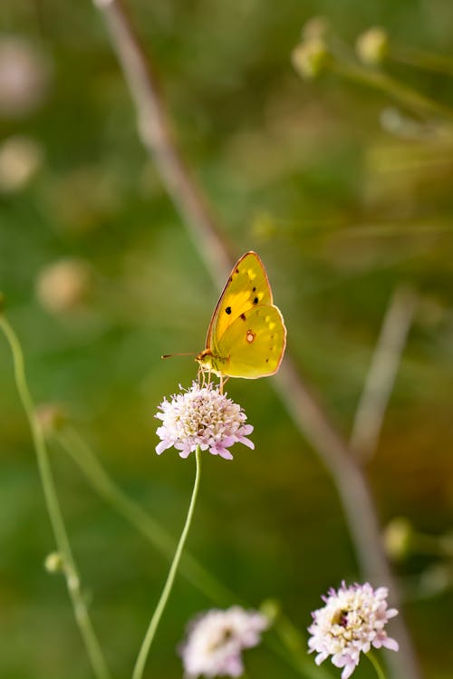 A Clouded Yellow Butterfly